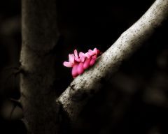 Tapeta Nature Flowers 560.jpg